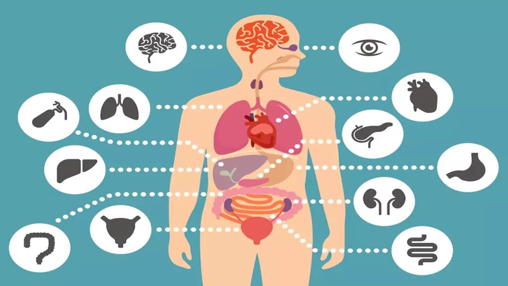 Anatomia na Enfermagem: A Base do Cuidado Humanizado